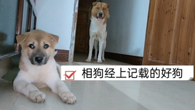 大火盈空氣象新,家園熱烈意難馴指猜打一最佳精準(zhǔn)生肖全面釋義、構(gòu)建解答解釋落實(shí)